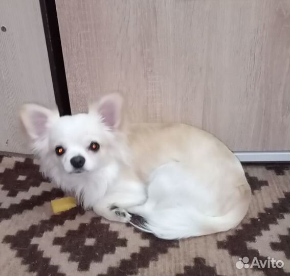 Вязка чихуахуа мальчик