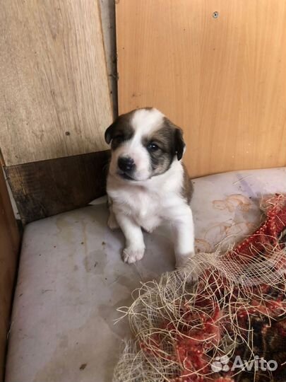 Щенки лайки