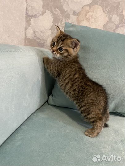 Котенок