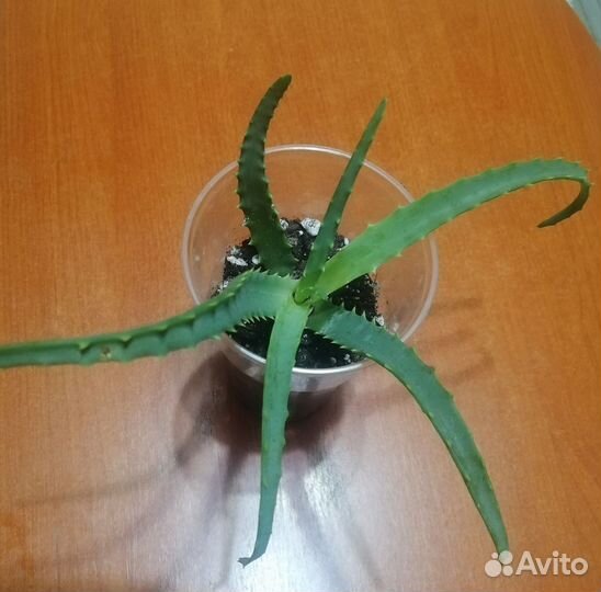 Алое лечебный