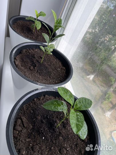 Лимон Мейера (узбекский) в горшке