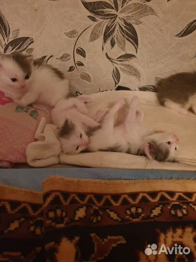Кошка