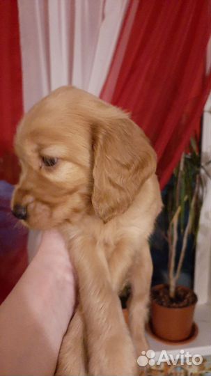 Щенок английский кокер спаниель