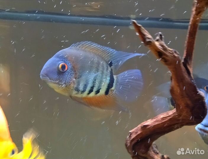 Аквариумные рыбы. Северум