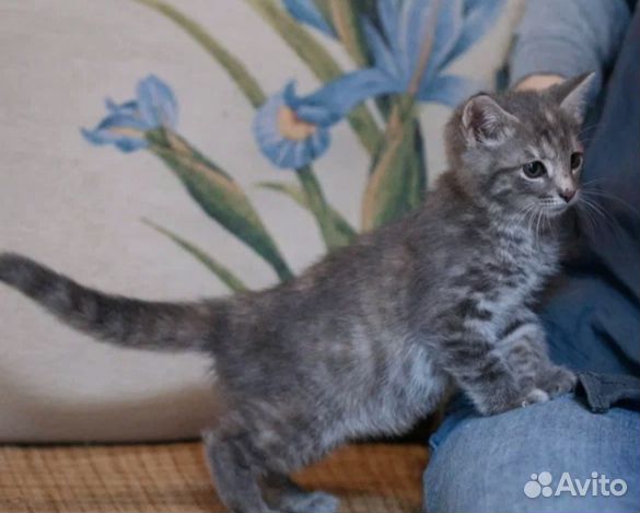 Малышка Нэнси(4мес.) ждёт свою семью