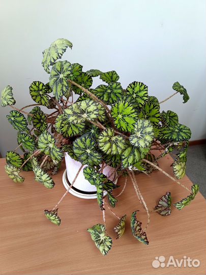 Комнатный цветок. Бегония