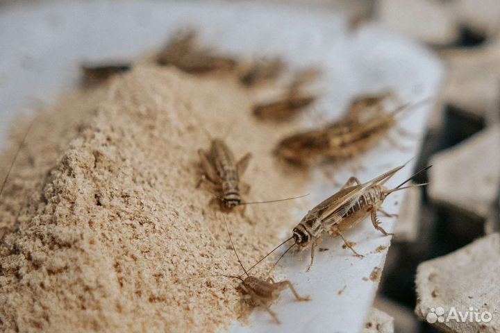 Сверчок замороженный от 1рубля штука, опт