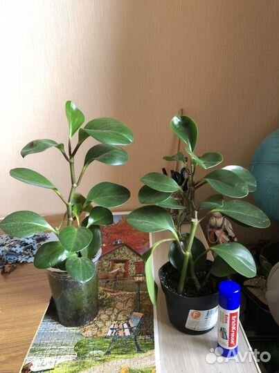 Кротон, корделина, бересклет, пахира, аихризон