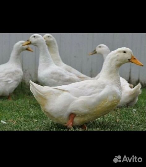 Утка Агидель