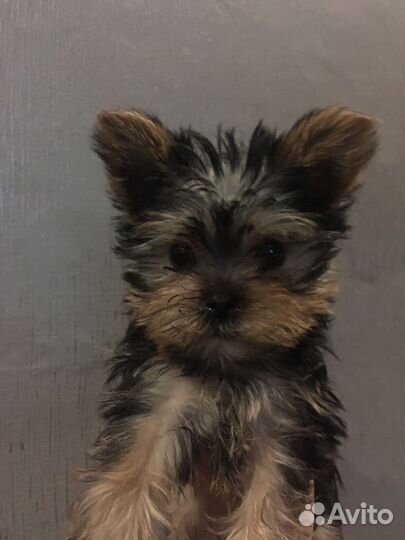 Йоркширский терьер mini