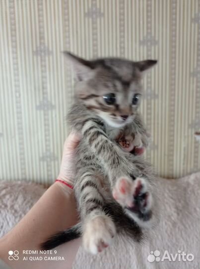 Кошечки в добрые ручки