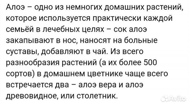 Цветущий Алоэ Вера