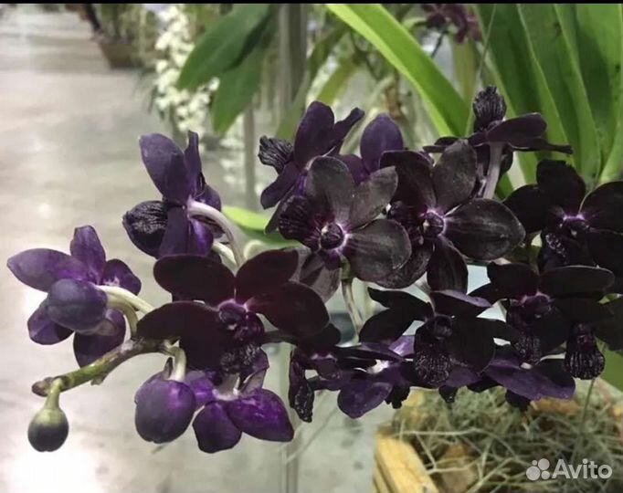 Орхидеи Ванды (Мега ароматная)