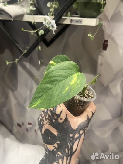 Эпипремнум ауреум