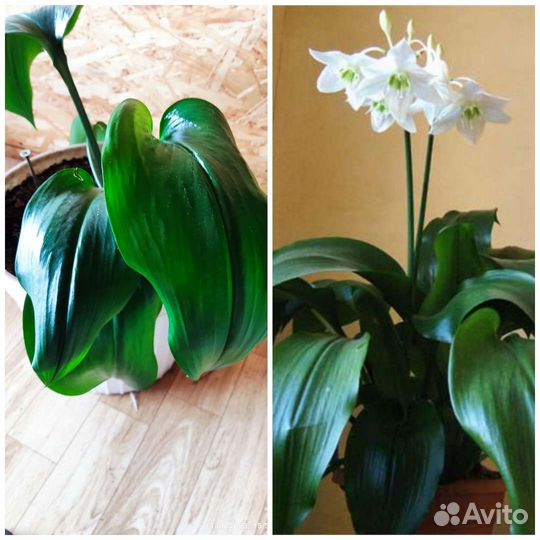 Комнатные цветы