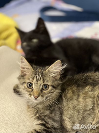 Котенок Зайка(девочка) ищет мамочку