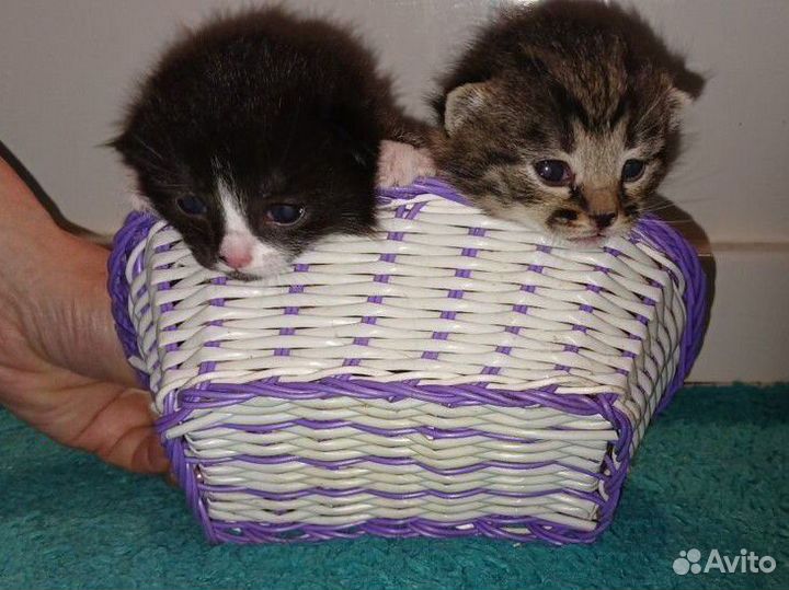 Котята в добрые руки