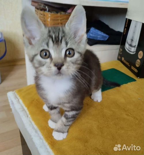 Кошка в дар бесплатно