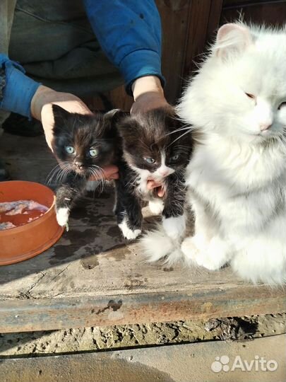 Котята в добрые руки