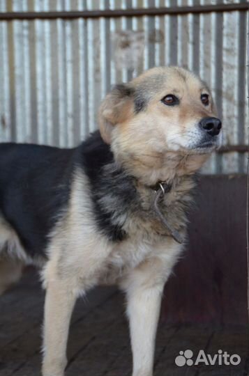 Собака в добрые руки отдам бесплатно