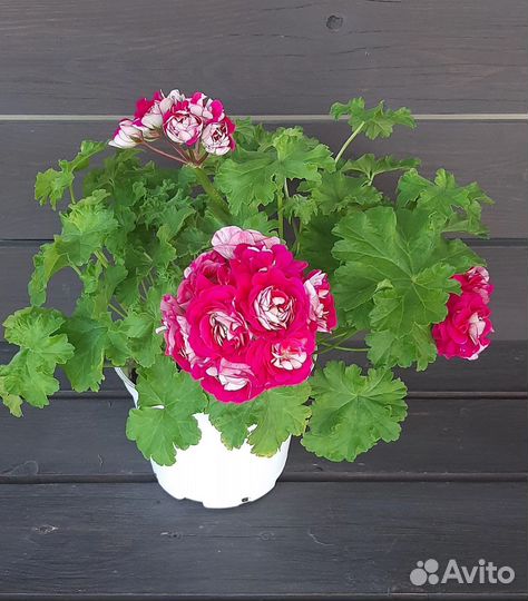 Пеларгония герань сортовая