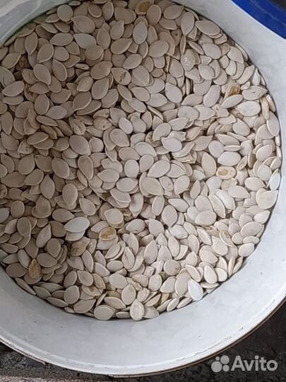 Семена тыквы