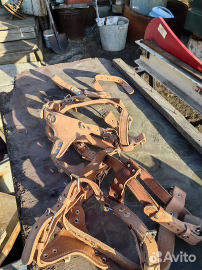 Упряжка для собак