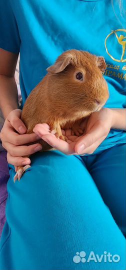 Морская свинка английский селф