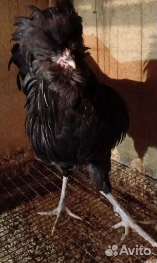 Цыплята падуан, барневельдер