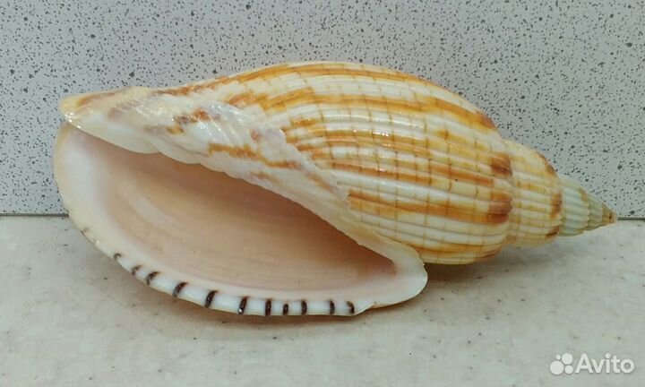 Лурия Куродай 9 морская ракушка раковина