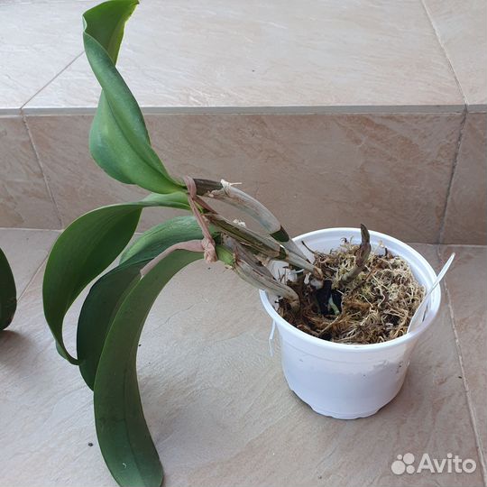 Каттлея Cattleya Walter Wolf, Franch Fox