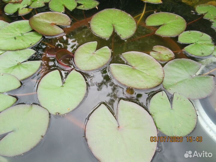 Нимфея (кувшинка)