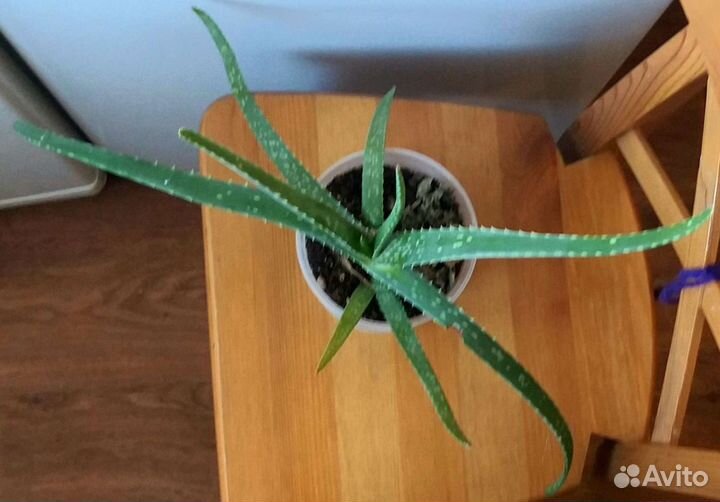 Алоэ вера лечебный