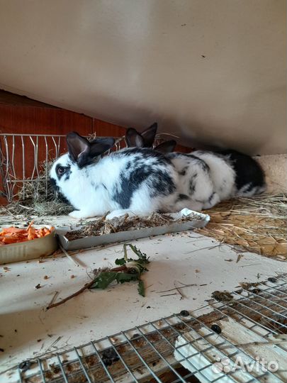 Продаются кролики