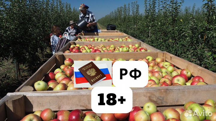 Сборщик урожая яблок вахта