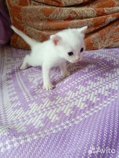 Котят
