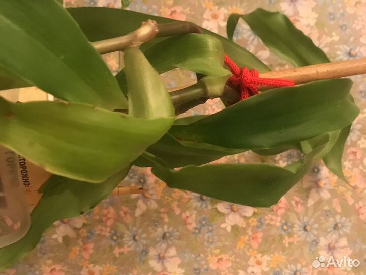 Каланхоэ лечебное Золотой ус Замиокулькас