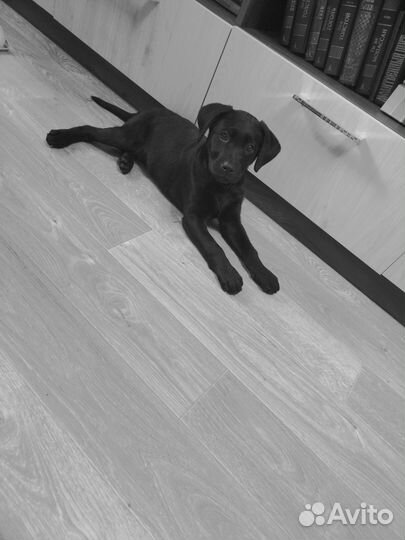 Щенки лабрадора