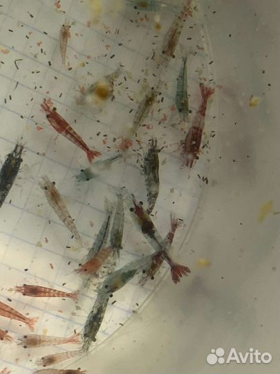 Аквариумные креветки