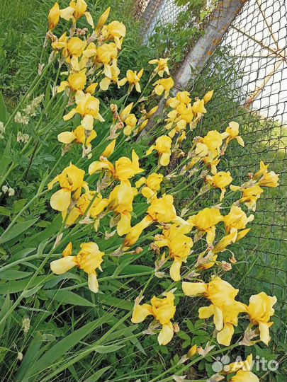 Ирисы сортовые