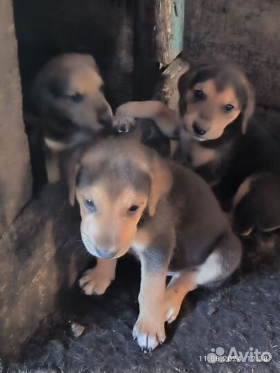Щенки русской гончей