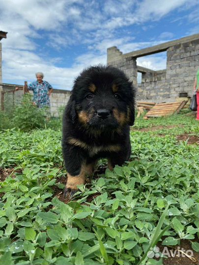 Щенки Бурят-монгольского волколава (хотошо)