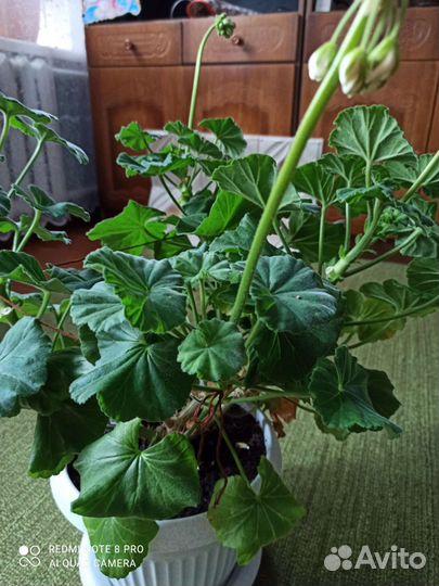 Герань пеларгония