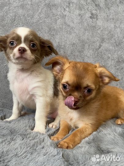 Щенки чихуа