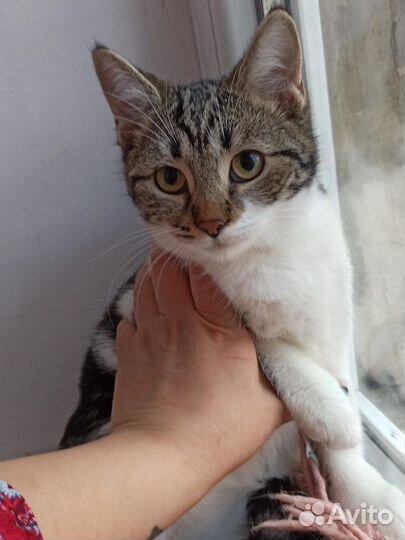Кошечка Мия