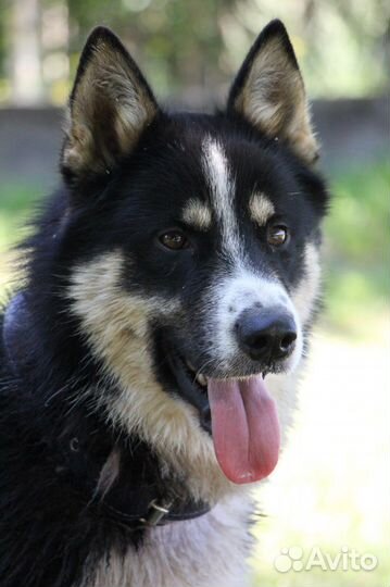 Русско-европейская лайка в добрые руки