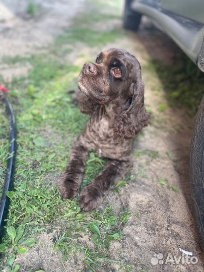 Кобель вязка спаниель