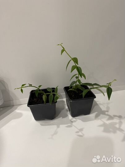 Излишки комнатных растений: хойя,бегония и др