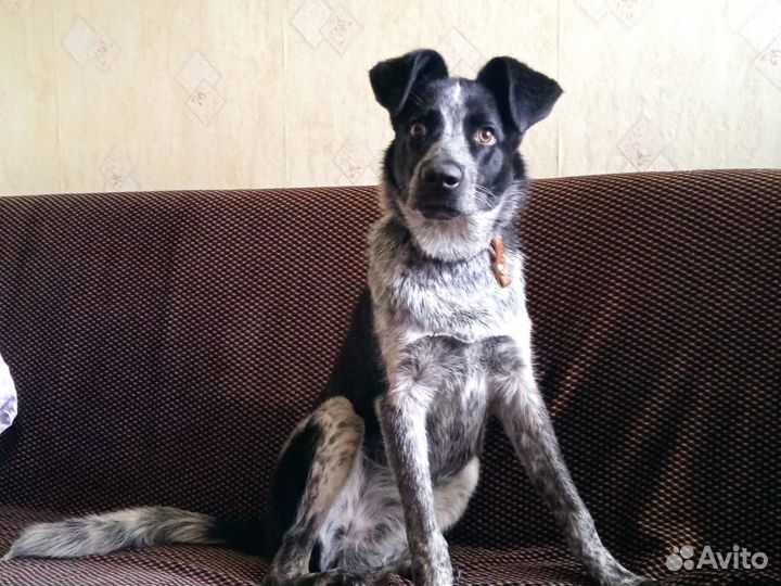 Щенок подросток