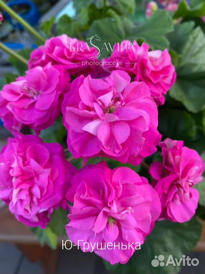 Черенки пеларгонии